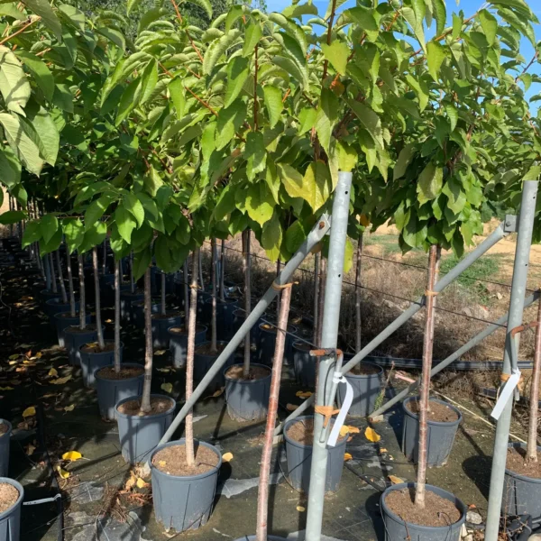 Prunus avium 'Bigarreau Coeur de Pigeon' (Češnja)