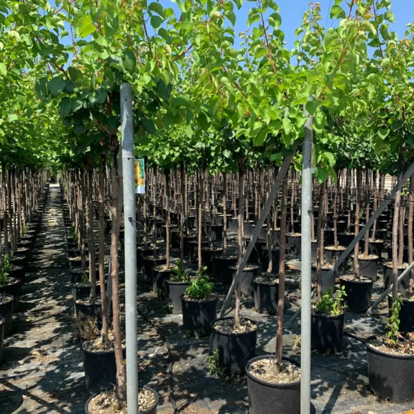 Prunus armeniaca 'Luizet' (Marelica)