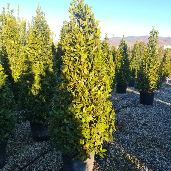 Laurus nobilis (Navadni lovor)