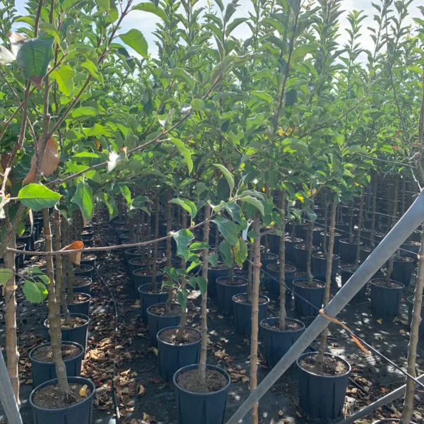 Malus domestica 'Golden Delicious' (Jablana)