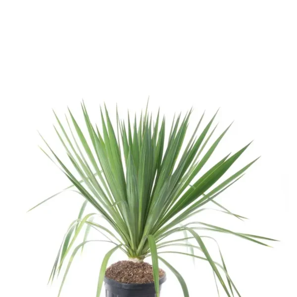 Yucca gloriosa (Bleščeča juka)