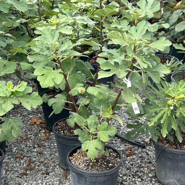Ficus carica 'Violette Dauphine' (Figa)