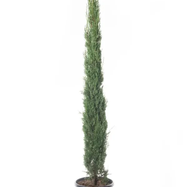 Cupressus sempervirens 'Pyramidalis' (Stebrasta cipresa)