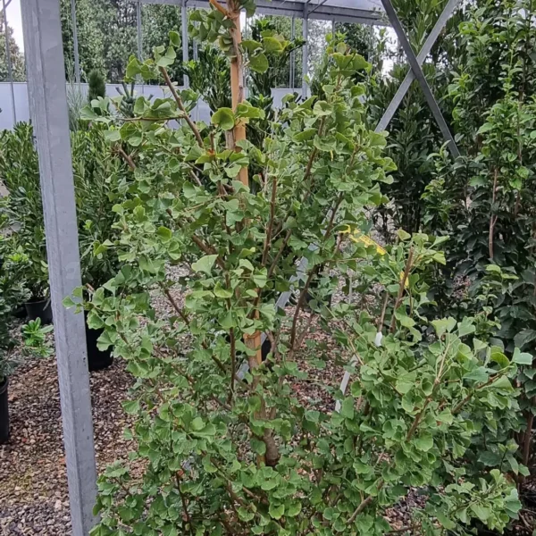 Ginkgo biloba 'Fastigiata Blagon' (Stebrasti ginko)