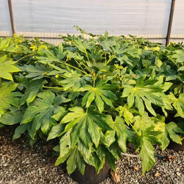 Fatsia japonica (Aralia sieboldii)