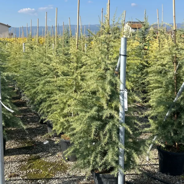 Cedrus deodara (Himalajska cedra)