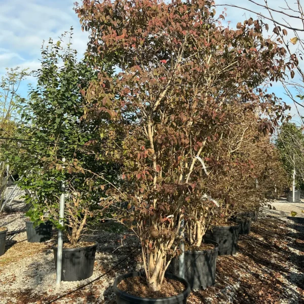 Parrotia persica (Parocija/Perzijska bukev)