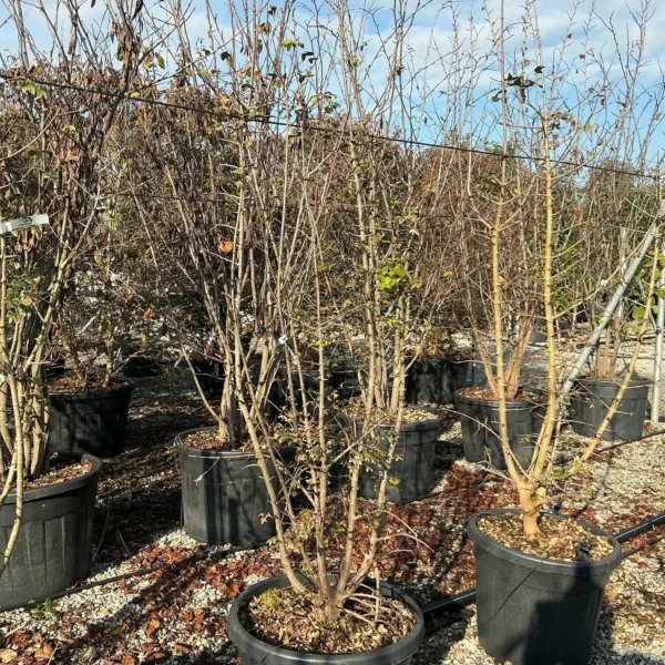 Acer monspessulanum (Trokrpi javor)