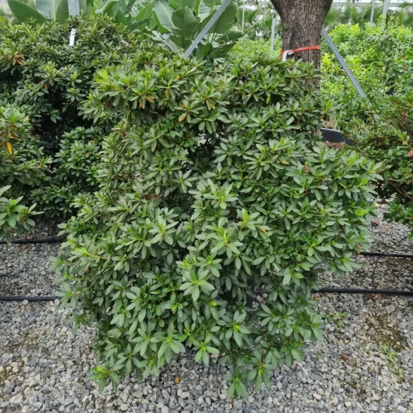 Azalea japonica 'Amoena' (Azaleja)