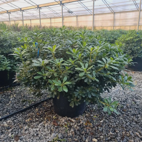 Pittosporum tobira 'Nanum' (Lepljivec)