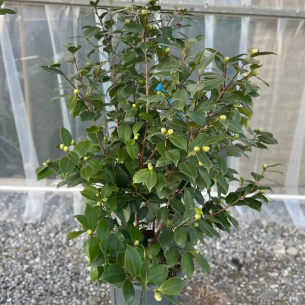 Camellia japonica ‘Rosso’ – EXTRA | kolekcijski soliter