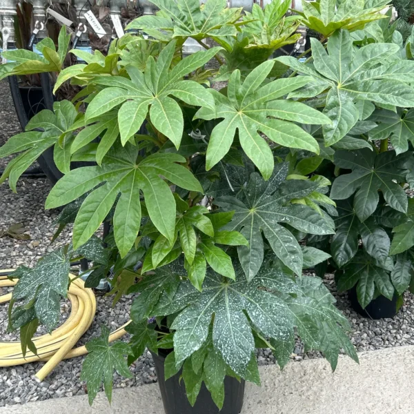 Fatsia japonica (Aralia sieboldii)