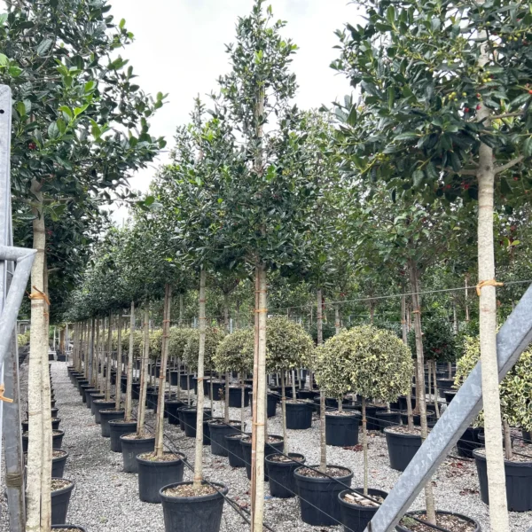 Ilex mutchagara 'Nellie R. Stevens' (Božlje drevce na steblu)