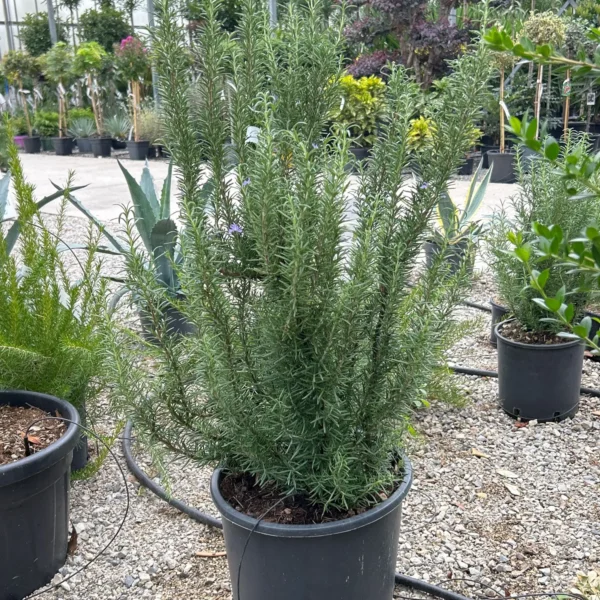 Rosmarinus officinalis (Navadni rožmarin)