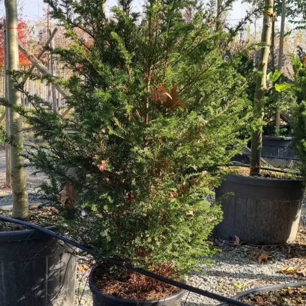 Taxus baccata (Navadna tisa)