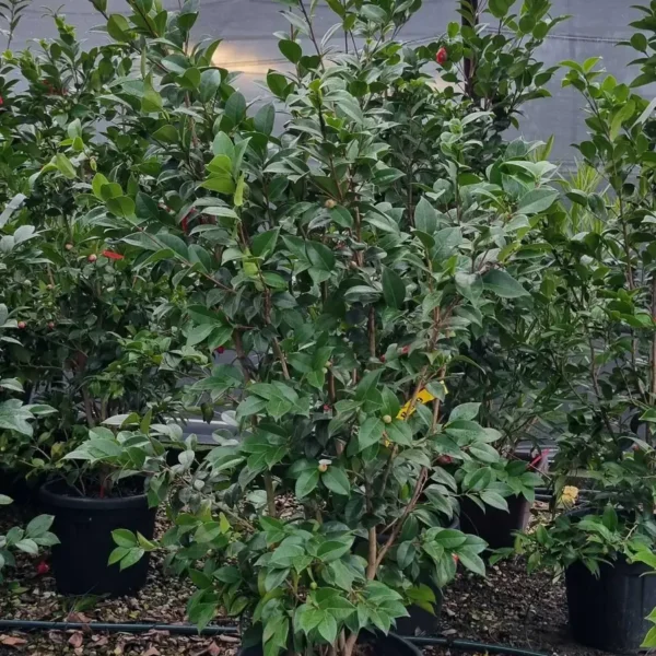 Camellia japonica ‘Rosso’ – EXTRA | kolekcijski soliter