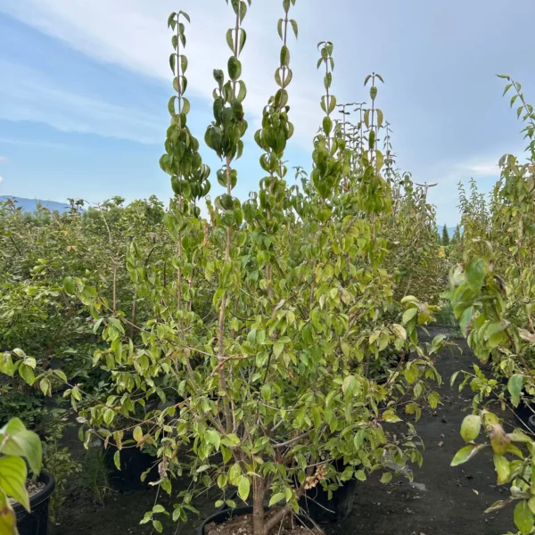 Cornus mas (Rumeni dren)