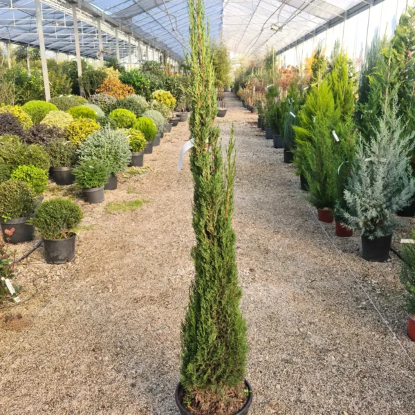 Cupressus sempervirens 'Pyramidalis' (Stebrasta cipresa)