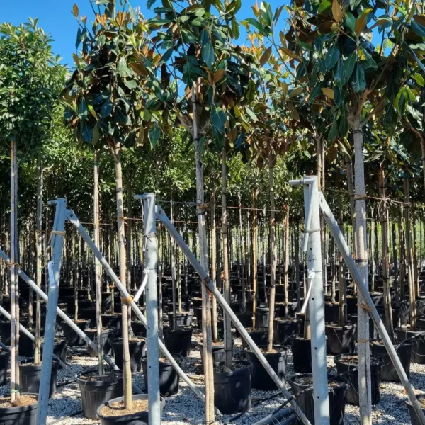 Magnolia grandiflora 'Gallisoniensis'  (Velecvetna magnolija na steblu)