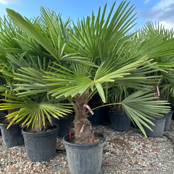 Trachycarpus fortunei (Palma - Visoka žumara)