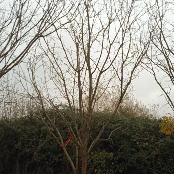 Sophora japonica (Japonska sofora)