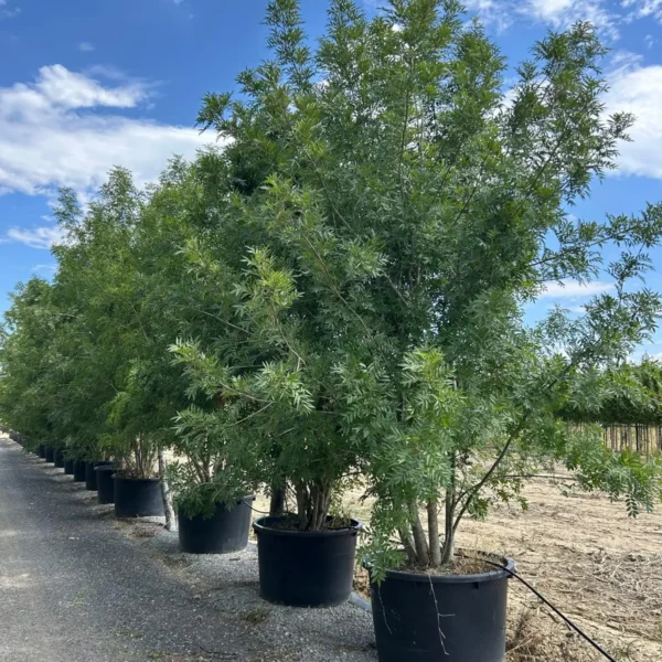Fraxinus angustifolia (Poljski jesen)