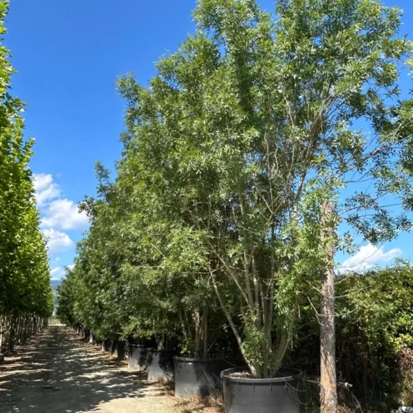 Fraxinus angustifolia (Poljski jesen)