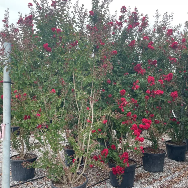 Lagerstroemia indica 'Dynamite' (Indijski lila Na steblu)