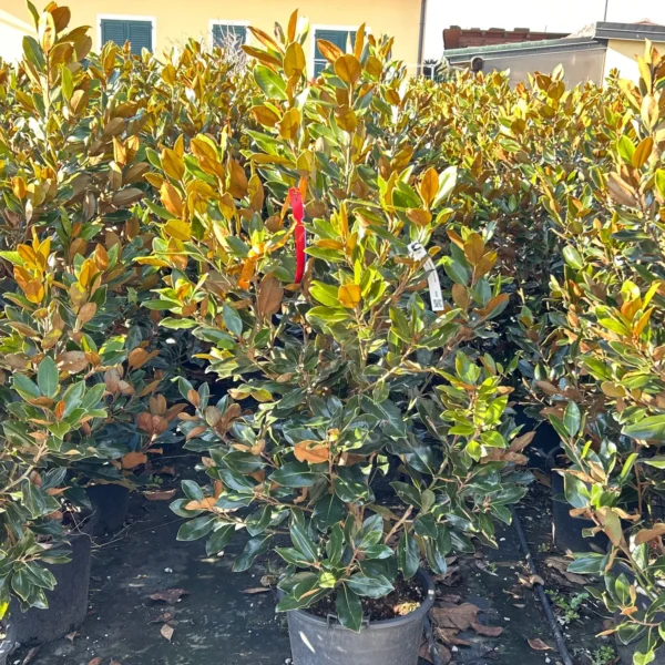 Magnolia grandiflora 'Little Gem' (Velikocvetna zimzelena magnolija na steblu)