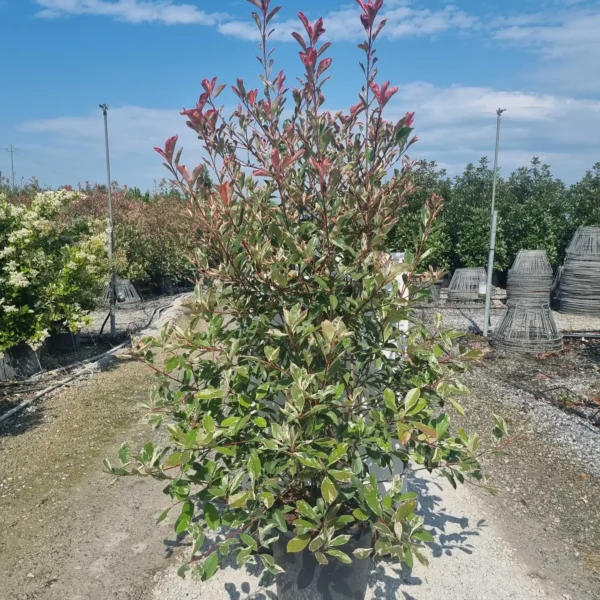 Photinia fr. 'Pink Marble' (Fotinija)