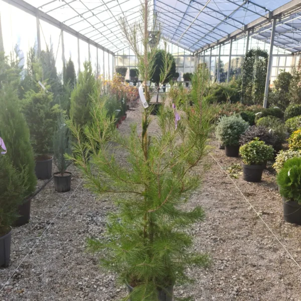Pinus halepensis (Alepski bor)
