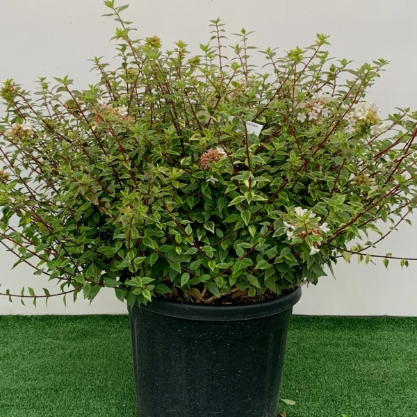 Abelia × grandiflora 'Kaleidoscope' (Velikocvetna abelija 'Kaleidoscope')