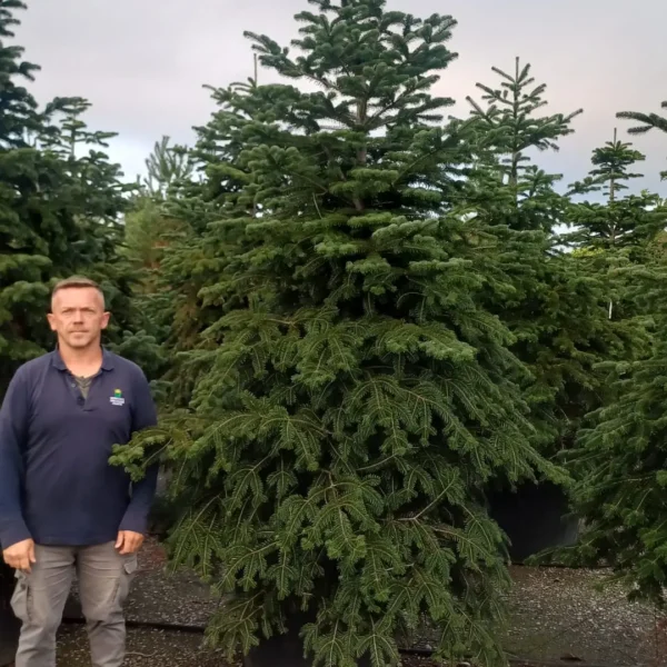 Abies nordmanniana (Kavkaška jelka)
