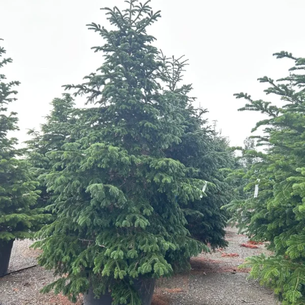 Abies nordmanniana (Kavkaška jelka)