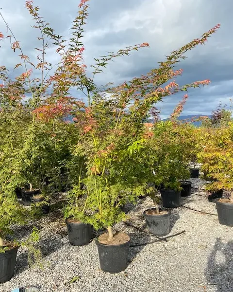 Acer palmatum 'Osakazuki' (Pahljačasti javor)