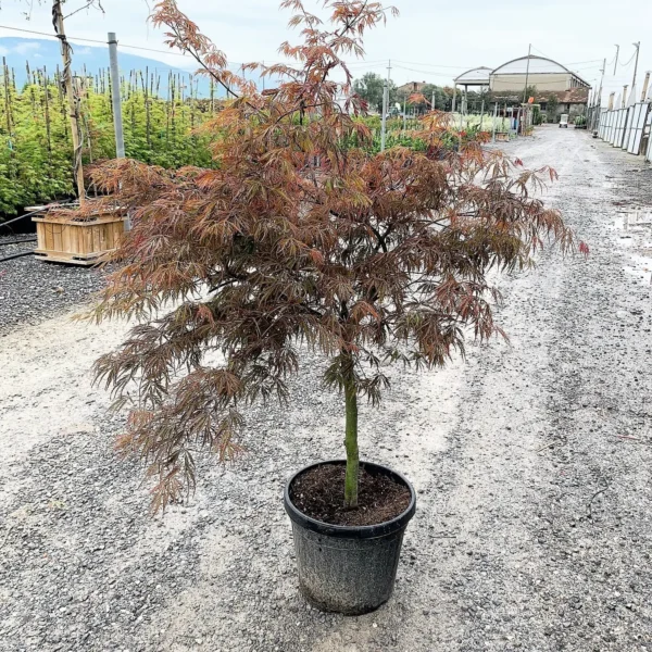 Acer palmatum dissectum 'Inaba Shidare'