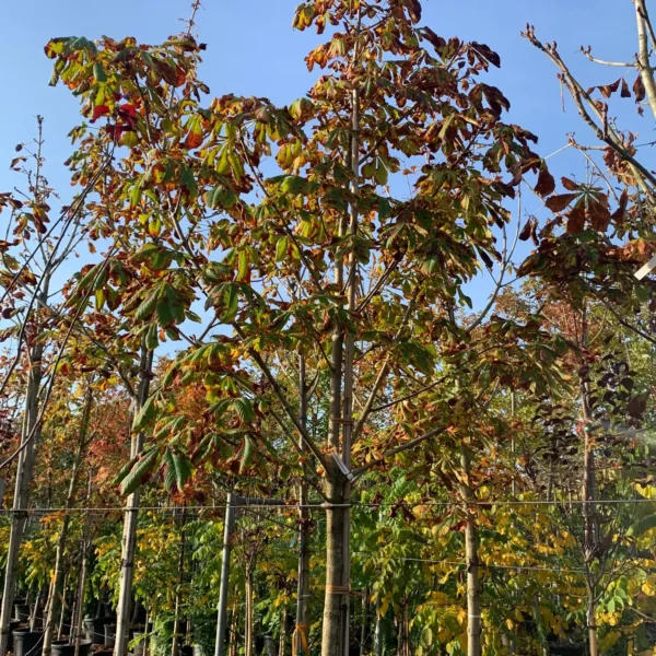 Aesculus hippocastanum 'Baumanii' (Divji kostanj)