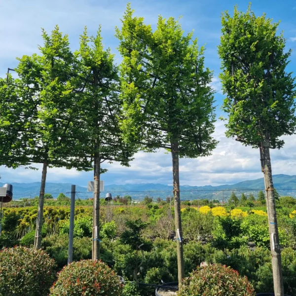 Carpinus betulus -(Gaber - bariera)