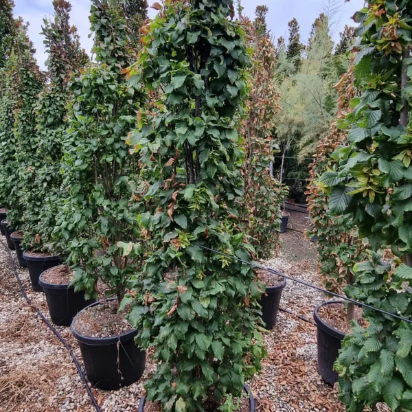 Carpinus betulus 'Monumentalis' (Kompaktni piramidni gaber)