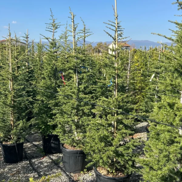 Cedrus atlantica (Atlaška cedra)