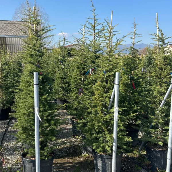 Cedrus atlantica (Atlaška cedra)