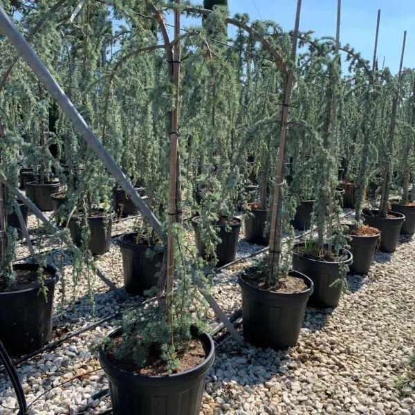 Cedrus atlantica 'Glauca Pendula' (Povešava atlaška cedra)