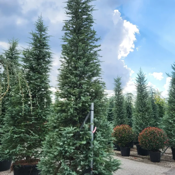 Cedrus deodara (Himalajska cedra)