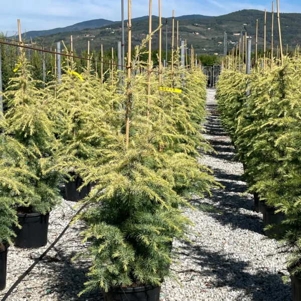 Cedrus deodara 'Aurea' (Zlata himalajska cedra)