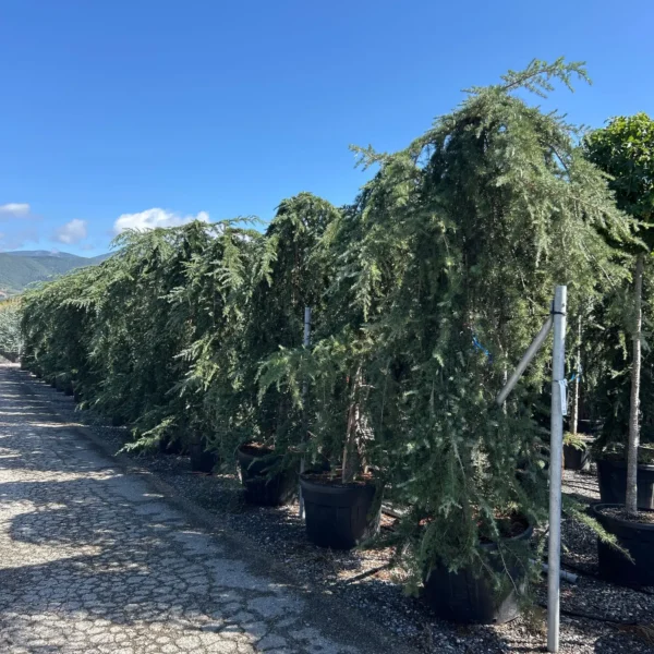 Cedrus deodara 'Pendula' (Povešava himalajska cedra)
