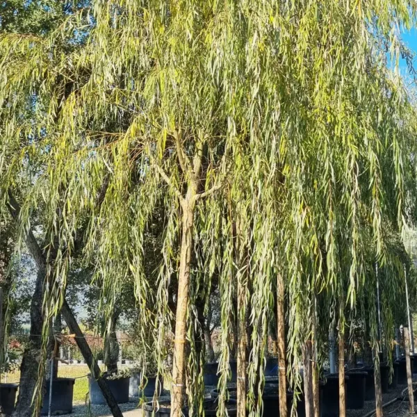 Salix babylonica (Vrba žalujka)