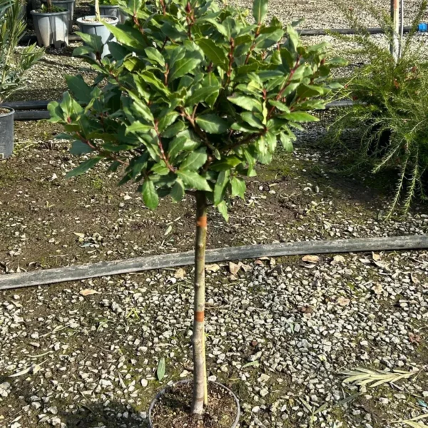 Laurus nobilis (Navadni lovor na steblu)