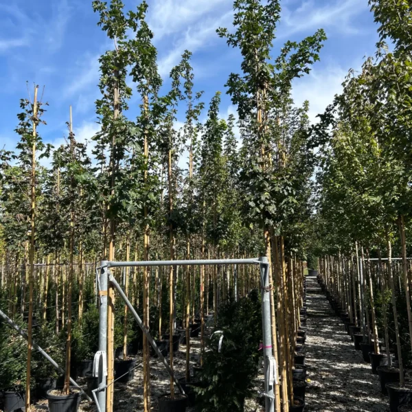 Acer campestre 'Elsrijk' (Poljski javor,maklen)