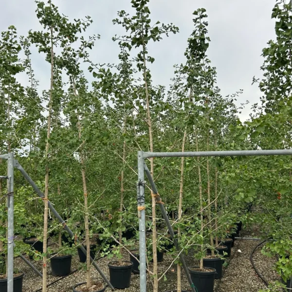Ginkgo biloba (Dvokrpi ginko)
