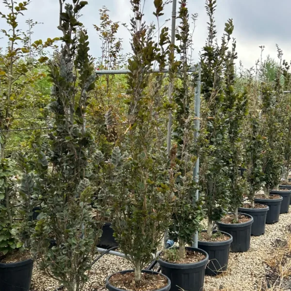 Fagus sylvatica 'Dawyck Purple (Rdečelistna stebrasta bukev)